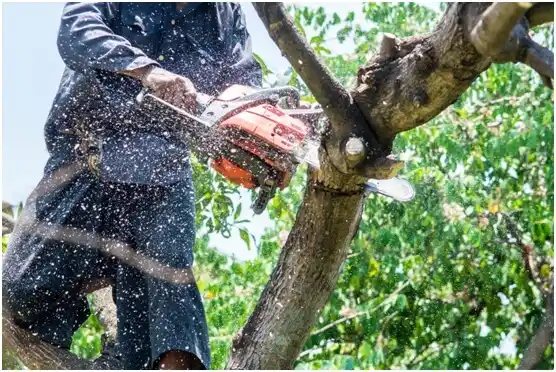 tree services Union City